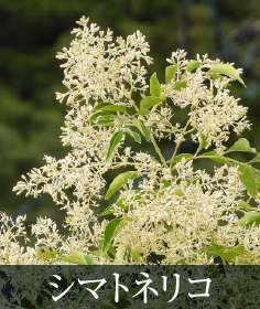 シマトネリコ