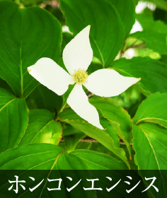 ホンコンエンシス