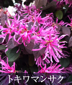 トキワマンサク