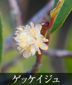ゲッケイジュ