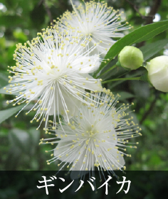 ギンバイカ