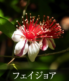 フェイジョア