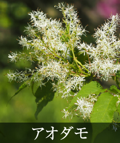 アオダモ