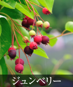 ジュンベリー
