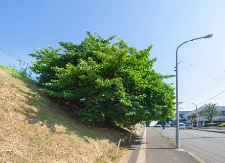 あざみ野の河津桜