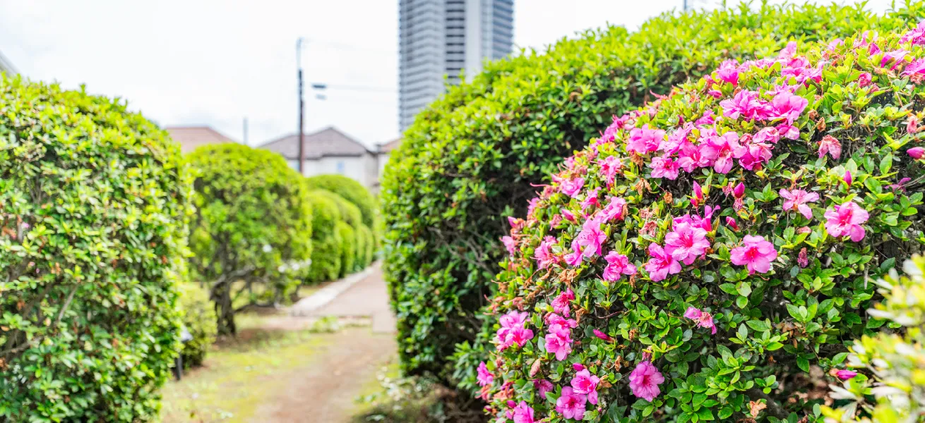 烏⼭つつじ緑地