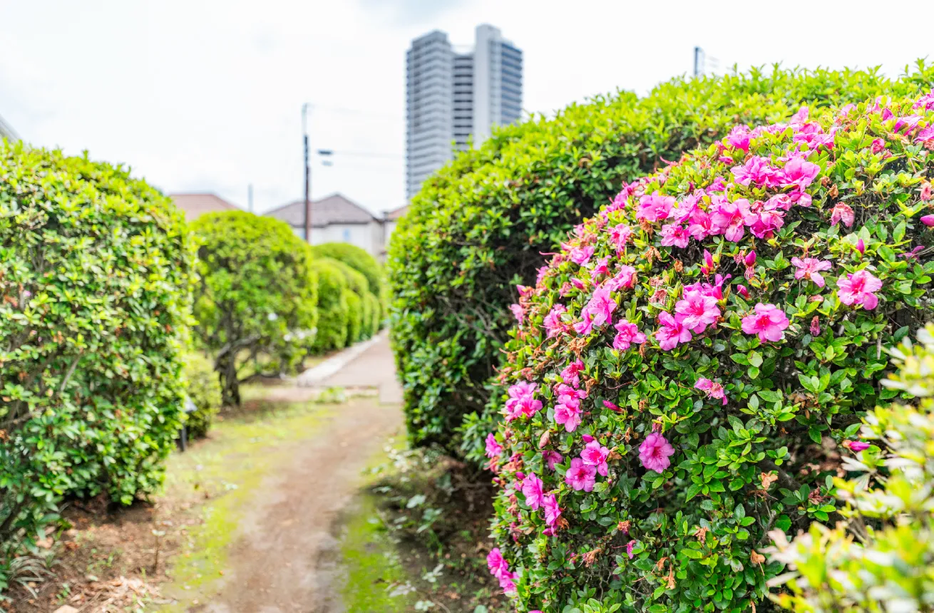 烏山つつじ緑地