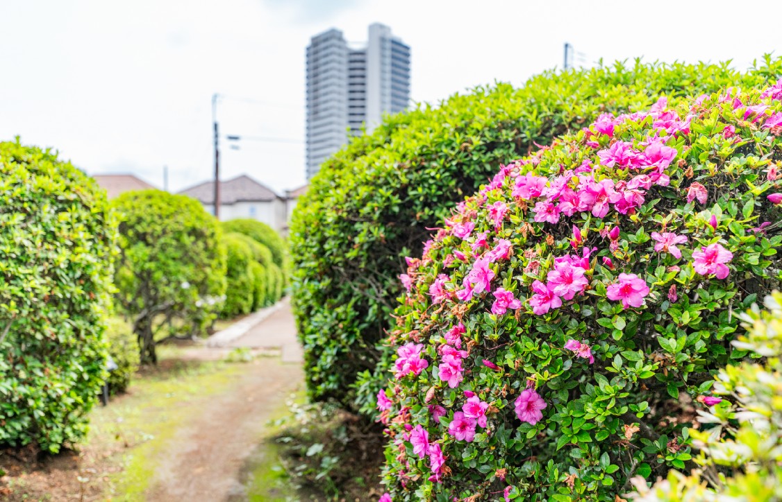烏山つつじ緑地