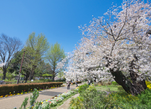 武蔵国分寺公園