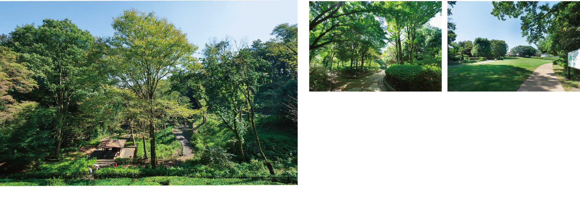 東高根森林公園（徒歩21分・約1,631m～約1,656ｍ）　東高根森林公園　神奈川県の中央部に面した川崎市で唯一の県立都市公園です。園内には県指定遺跡の「東高根遺跡」や、県指定天然記念物の「東高根のシラカシ林」などがあり、歴史ある多摩丘陵の文化的遺産や自然環境を現代に受け継いでいる公園です。