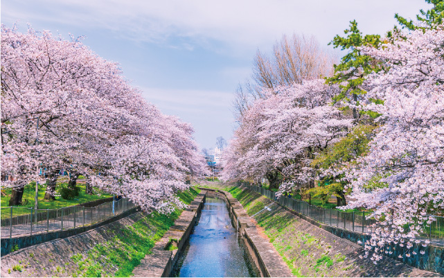 都立善福寺川緑地／Image Photo（徒歩22分〜23分・約1,750m〜約1,837m）
