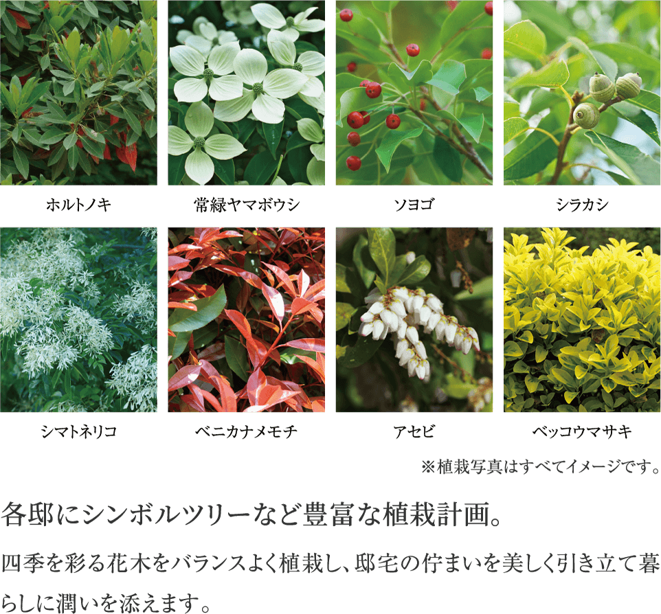 各邸にシンボルツリーなど豊富な植栽計画。