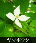ヤマボウシ