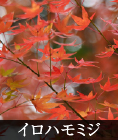 イロハモミジ
