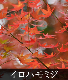 イロハモミジ