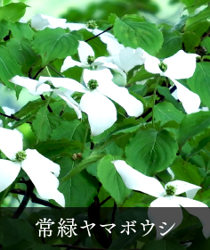 常緑ヤマボウシ