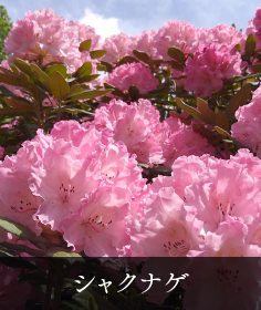 シャクナゲ