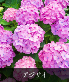 アジサイ
